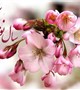 پیام تبریک رئیس و مدیر بیمارستان در آستانه سال جدید